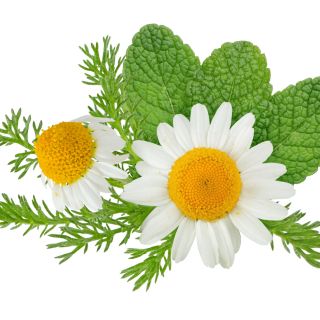 Estratto di Camomilla